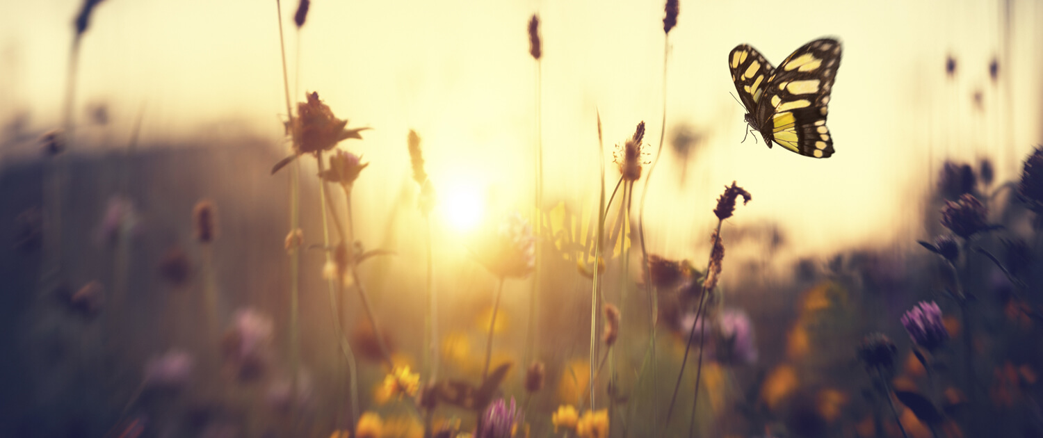 Purposeful Days